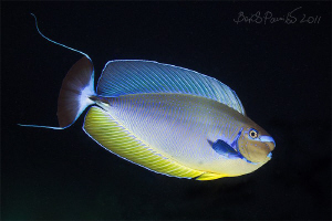 Bignose Unicornfish at Night in Maaya Thila - North Ari A... by Boris Pamikov 